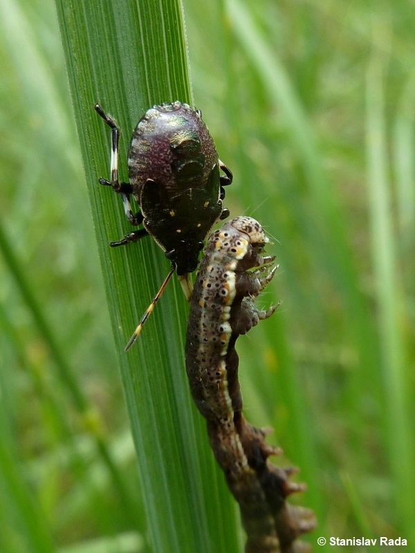 Picromerus bidens kněžice ostrorohá Pentatomidae kněžicovití